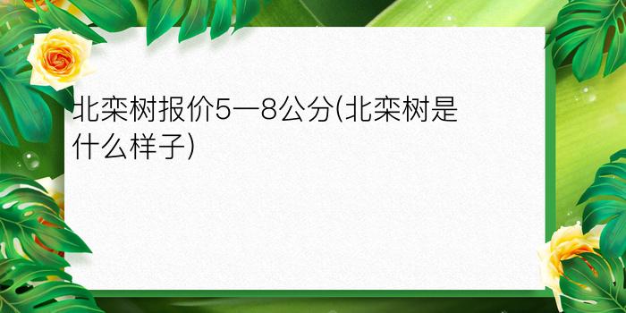 北栾树报价5一8公分(北栾树是什么样子)