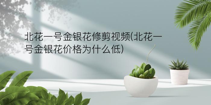 北花一号金银花修剪视频(北花一号金银花价格为什么低)