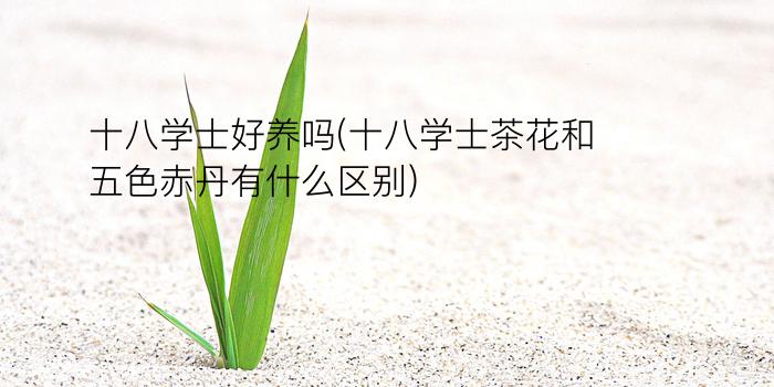 十八学士好养吗(十八学士茶花和五色赤丹有什么区别)