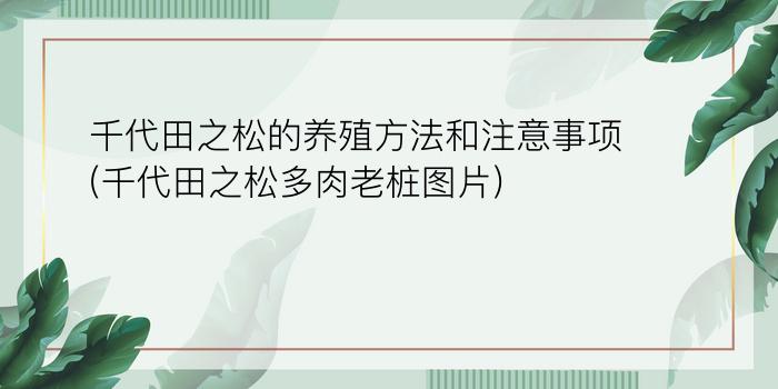 千代田之松的养殖方法和注意事项(千代田之松多肉老桩图片)