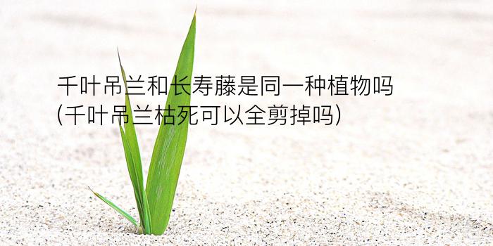 千叶吊兰和长寿藤是同一种植物吗(千叶吊兰枯死可以全剪掉吗)