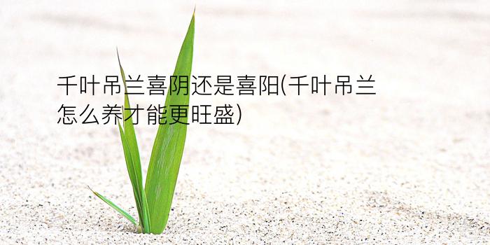 千叶吊兰喜阴还是喜阳(千叶吊兰怎么养才能更旺盛)