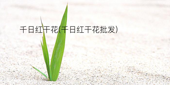 千日红干花(千日红干花批发)