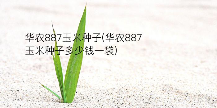 华农887玉米种子(华农887玉米种子多少钱一袋)