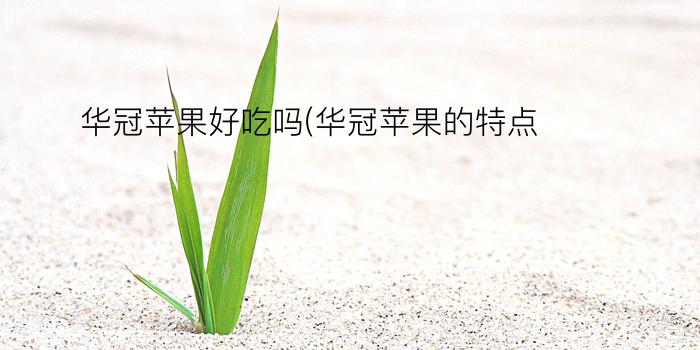 华冠苹果好吃吗(华冠苹果的特点)