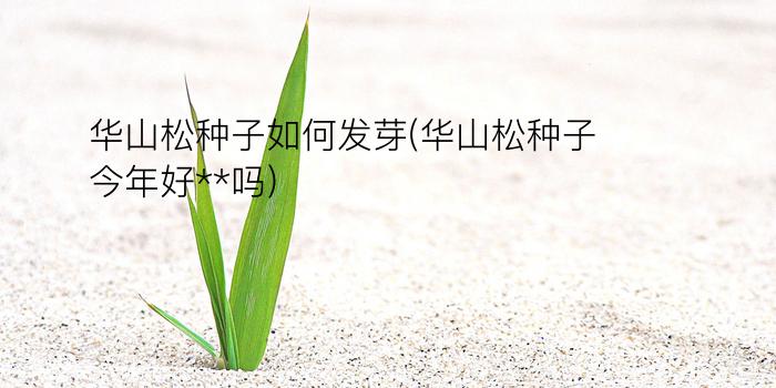 华山松种子如何发芽(华山松种子今年好**吗)