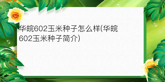 华皖602玉米种子怎么样(华皖602玉米种子简介)