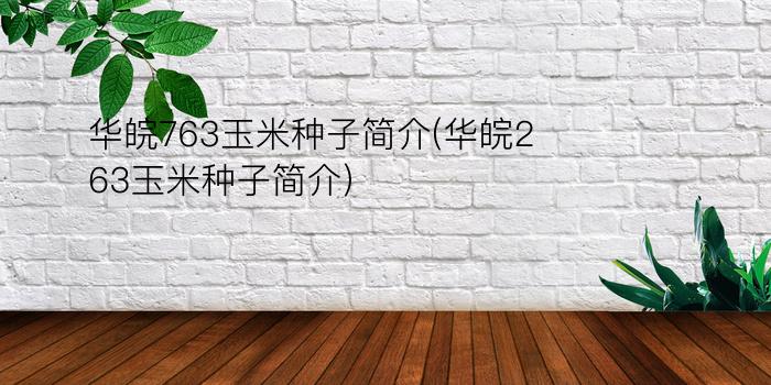 华皖763玉米种子简介(华皖263玉米种子简介)