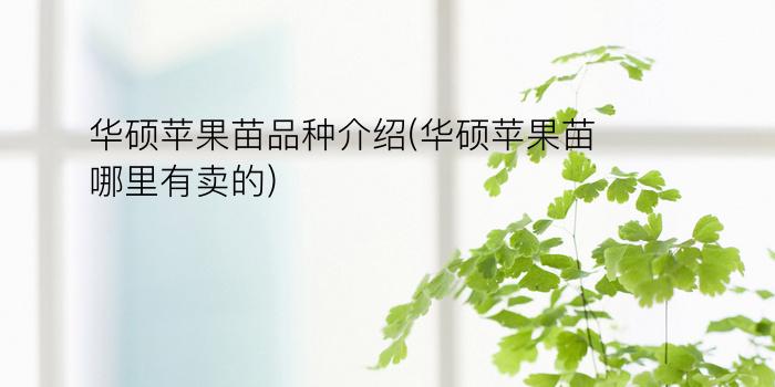 华硕苹果苗品种介绍(华硕苹果苗哪里有卖的)