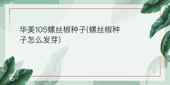 华美105螺丝椒种子(螺丝椒种子怎么发芽)