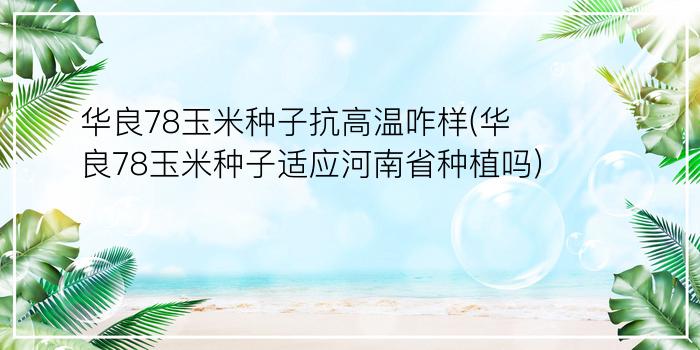 华良78玉米种子抗高温咋样(华良78玉米种子适应河南省种植吗)