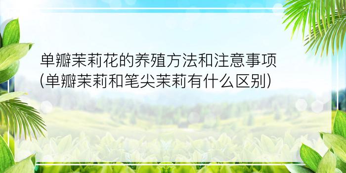 单瓣茉莉花的养殖方法和注意事项(单瓣茉莉和笔尖茉莉有什么区别?)