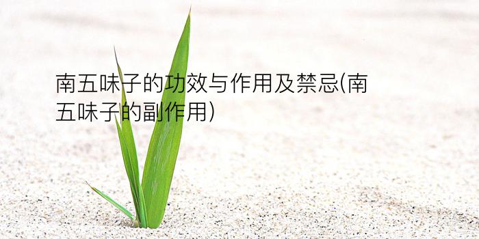 南五味子的功效与作用及禁忌(南五味子的副作用)