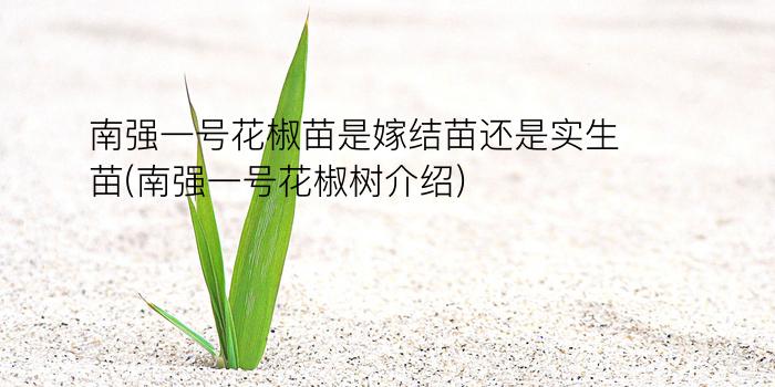 南强一号花椒苗是嫁结苗还是实生苗(南强一号花椒树介绍)