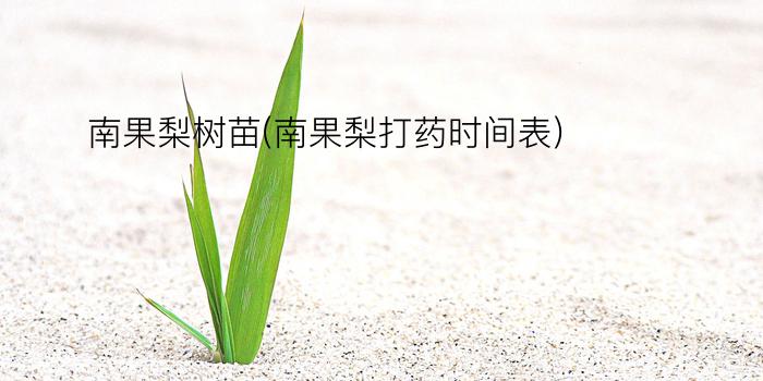 南果梨树苗(南果梨打药时间表)