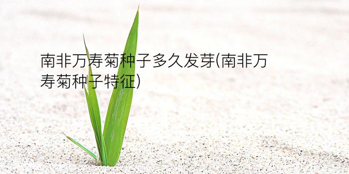 南非万寿菊种子多久发芽(南非万寿菊种子特征)