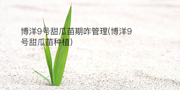 博洋9号甜瓜苗期咋管理(博洋9号甜瓜苗种植)