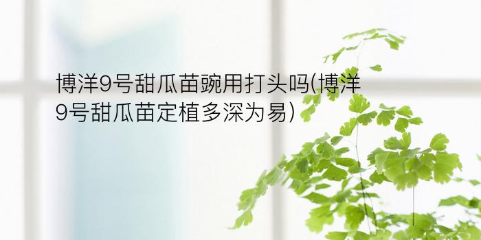 博洋9号甜瓜苗豌用打头吗(博洋9号甜瓜苗定植多深为易)