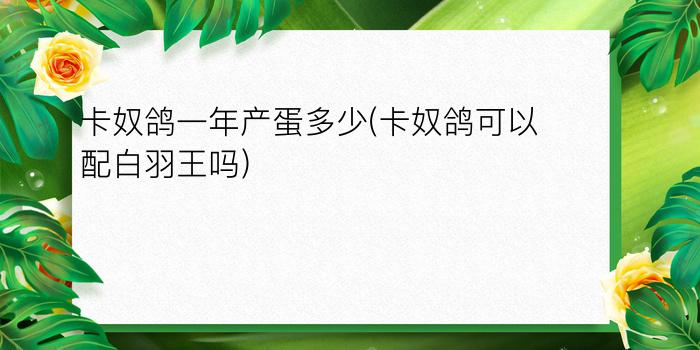 卡奴鸽一年产蛋多少(卡奴鸽可以配白羽王吗)