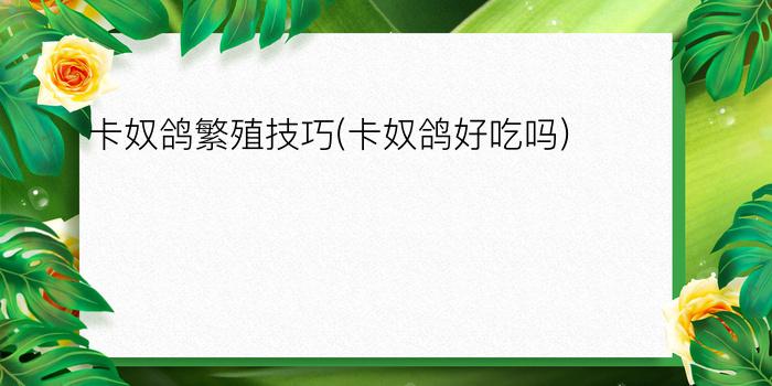 卡奴鸽繁殖技巧(卡奴鸽好吃吗)