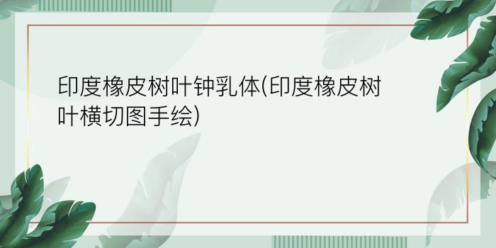 印度橡皮树叶钟乳体(印度橡皮树叶横切图手绘)