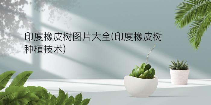 印度橡皮树图片大全(印度橡皮树种植技术)