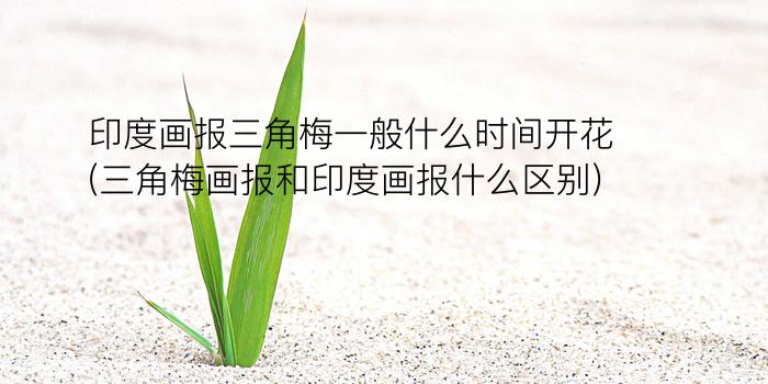 印度画报三角梅一般什么时间开花(三角梅画报和印度画报什么区别)