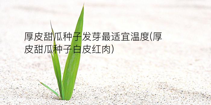 厚皮甜瓜种子发芽最适宜温度(厚皮甜瓜种子白皮红肉)