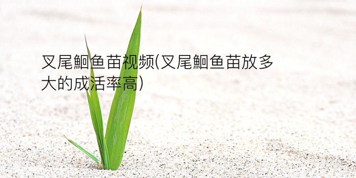 叉尾鮰鱼苗视频(叉尾鮰鱼苗放多大的成活率高)