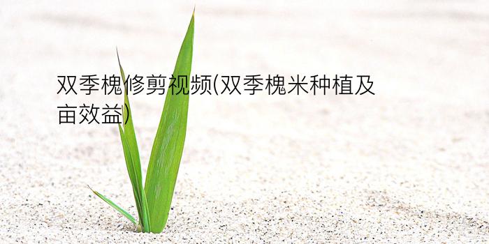 双季槐修剪视频(双季槐米种植及亩效益)