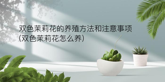 双色茉莉花的养殖方法和注意事项(双色茉莉花怎么养)