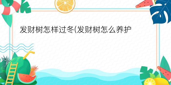 发财树怎样过冬(发财树怎么养护)