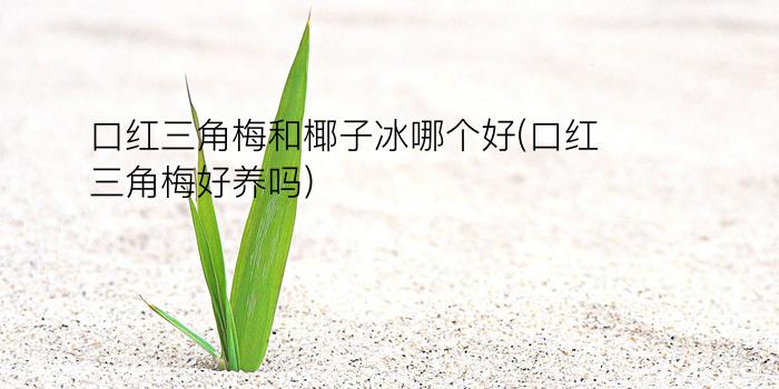 口红三角梅和椰子冰哪个好(口红三角梅好养吗)