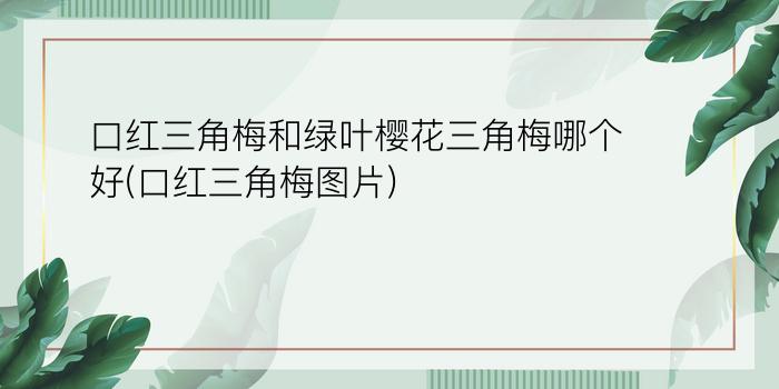 口红三角梅和绿叶樱花三角梅哪个好(口红三角梅图片)