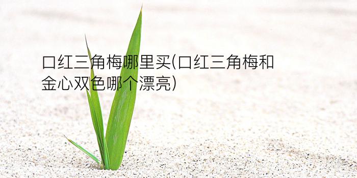 口红三角梅哪里买(口红三角梅和金心双色哪个漂亮)