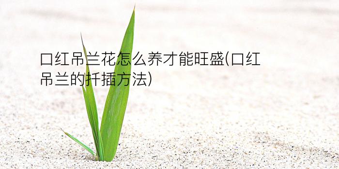 口红吊兰花怎么养才能旺盛(口红吊兰的扦插方法)