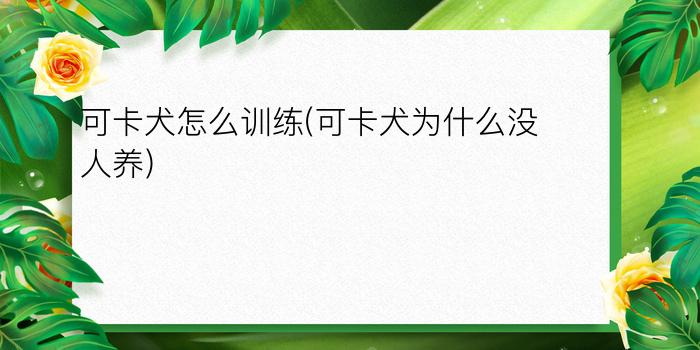 可卡犬怎么训练(可卡犬为什么没人养)