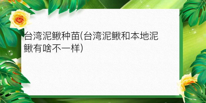 台湾泥鳅种苗(台湾泥鳅和本地泥鳅有啥不一样)