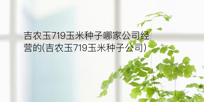 吉农玉719玉米种子哪家公司经营的(吉农玉719玉米种子公司)