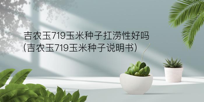 吉农玉719玉米种子扛涝性好吗(吉农玉719玉米种子说明书)