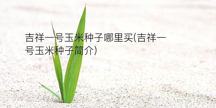 吉祥一号玉米种子哪里买(吉祥一号玉米种子简介)