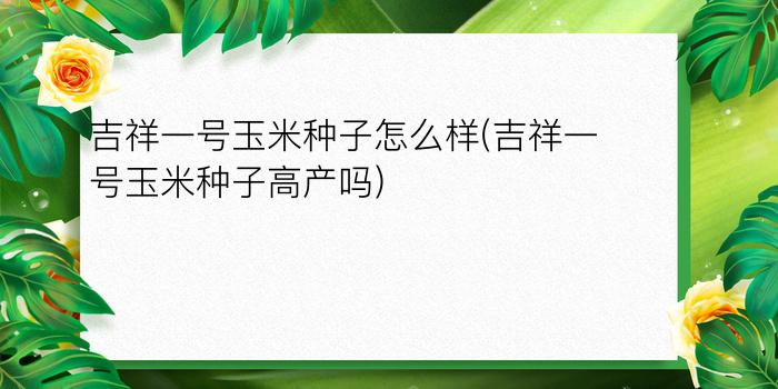 吉祥一号玉米种子怎么样(吉祥一号玉米种子高产吗)