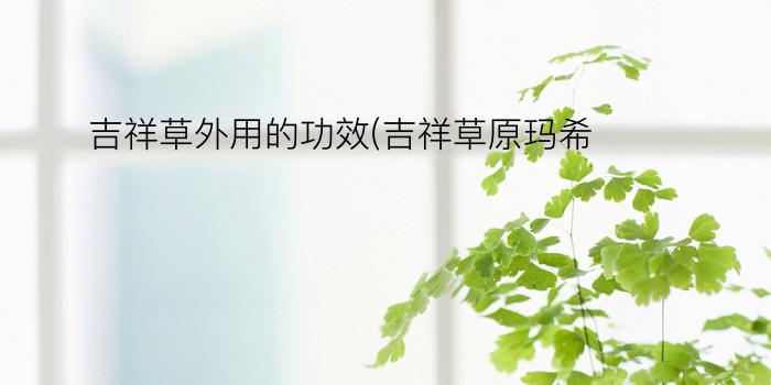 吉祥草外用的功效(吉祥草原玛希)