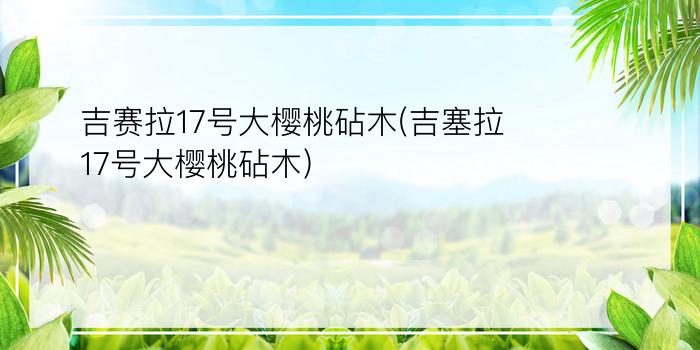 吉赛拉17号大樱桃砧木(吉塞拉17号大樱桃砧木)