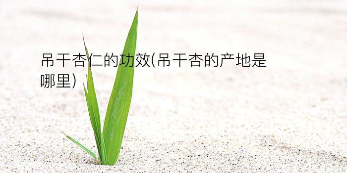 吊干杏仁的功效(吊干杏的产地是哪里)