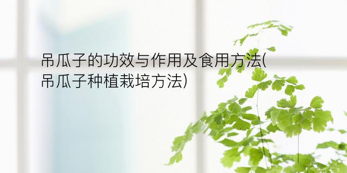 吊瓜子的功效与作用及食用方法(吊瓜子种植栽培方法)