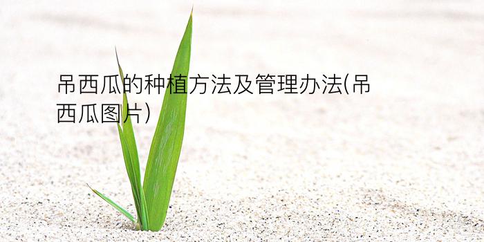 吊西瓜的种植方法及管理办法(吊西瓜图片)