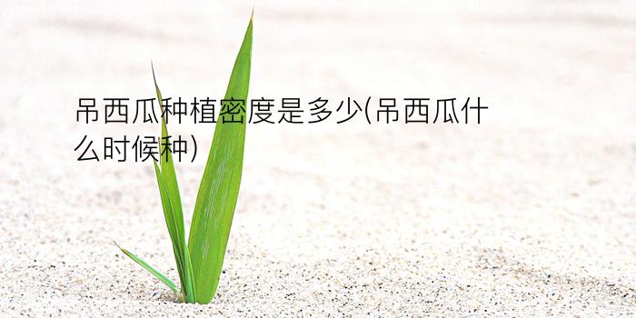 吊西瓜种植密度是多少(吊西瓜什么时候种)