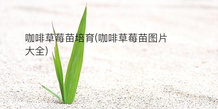 咖啡草莓苗培育(咖啡草莓苗图片大全)