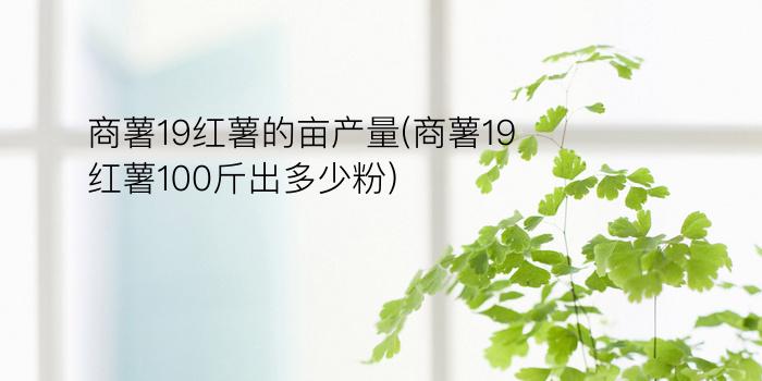 商薯19红薯的亩产量(商薯19红薯100斤出多少粉)